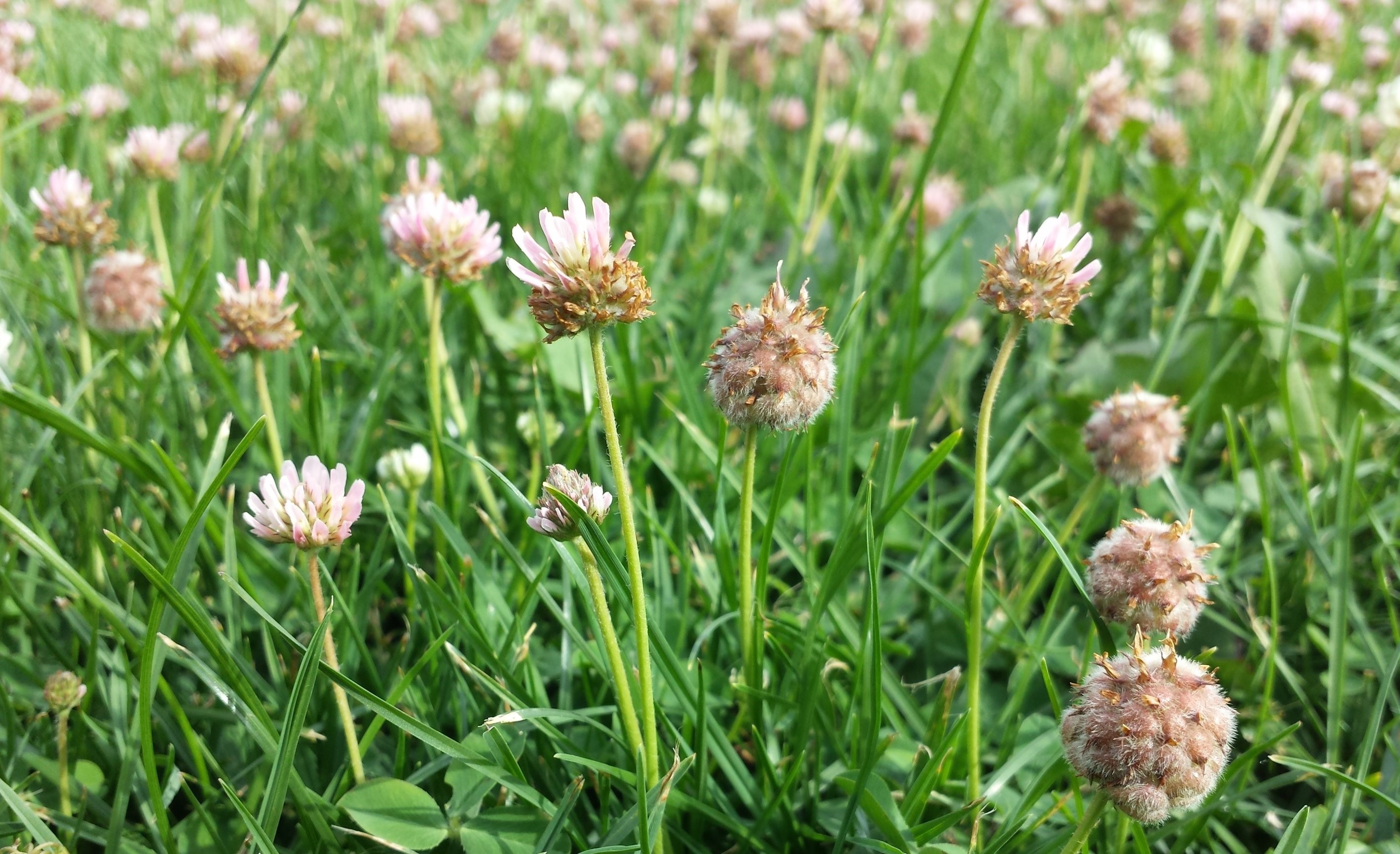 Trifolium fragiferum